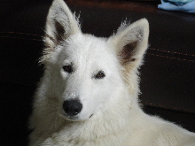 CH. Cool cynna Du Bois Des Ternes