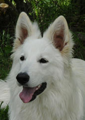 E'gioia des écrins de Sirius